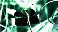 Insinuations 1 Feature Image