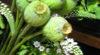 An Opium-Threat To China Feature Image