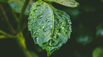 Leaf and Rain - Sixty Nine Feature Image