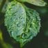 Leaf and Rain - Sixty Nine Feature Image