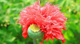 Opium War Feature Image