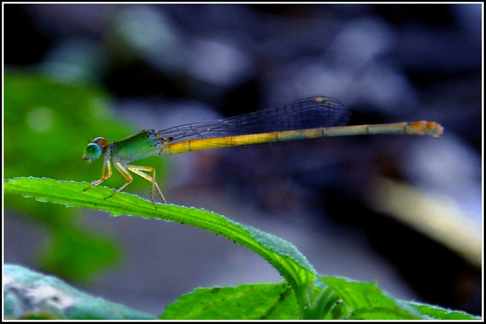 PxHere Image Sample 3